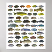 Cichlid Group Poster (Vorne)