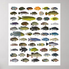 Cichlid Group Poster