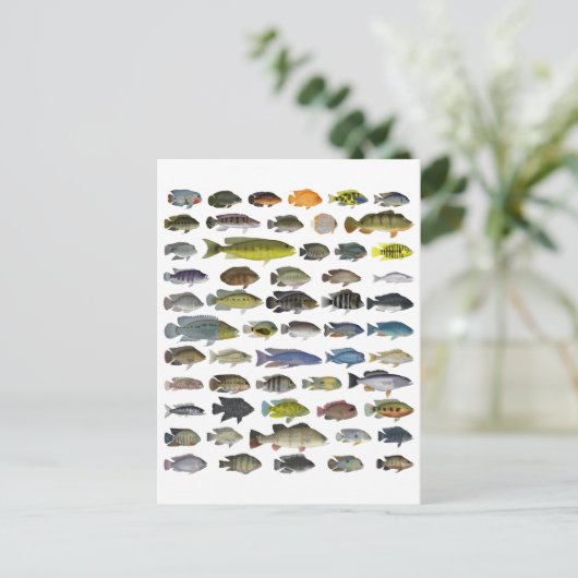 Cichlid Group Poster Postkarte (Stehend Vorderseite)