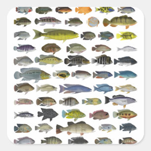 Cichlid Group Poster Quadratischer Aufkleber
