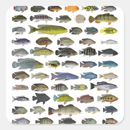 Cichlid Group Poster Quadratischer Aufkleber (Vorderseite)