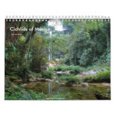 Cichlids von Mexiko Kalender (Titelbild)