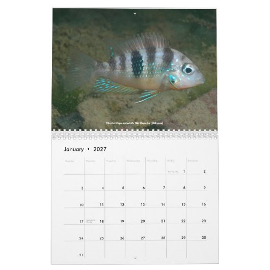 Cichlids von Mexiko Kalender (Jan 2027)