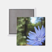 Cichorium Intybus Magnet (Vorderseite/Rückseite)