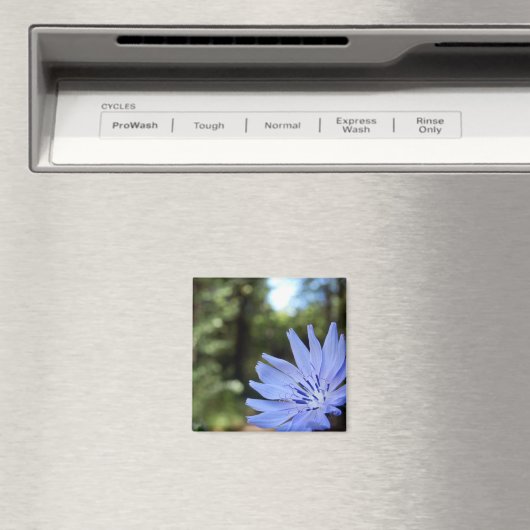 Cichorium Intybus Magnet (In Situ (Geschirrspüler))