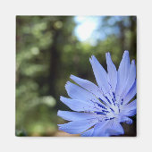 Cichorium Intybus Magnet (Vorne)