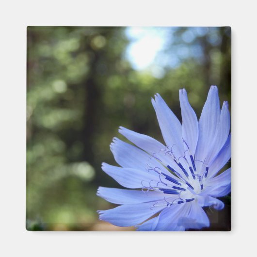 Cichorium Intybus Magnet (Vorne)