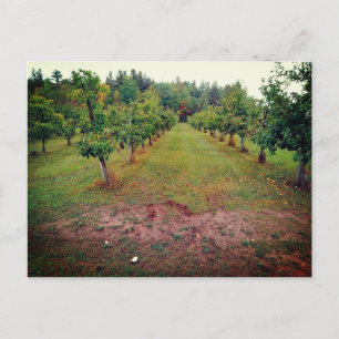 Cider Flats Apfelplantage Hinckley Minnesota Postkarte