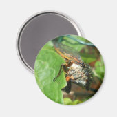 Cigale Magnet (Vorderseite/Rückseite)