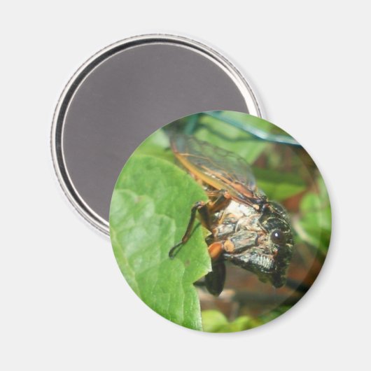 Cigale Magnet (Vorderseite/Rückseite)