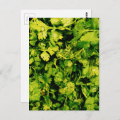 Cilantro/Coriander-Blätter Postkarte (Vorne/Hinten)