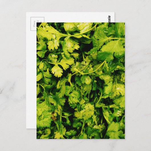 Cilantro/Coriander-Blätter Postkarte (Vorne/Hinten)