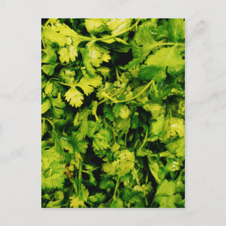 Cilantro/Coriander-Blätter Postkarte