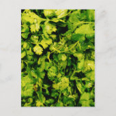 Cilantro/Coriander-Blätter Postkarte (Vorderseite)