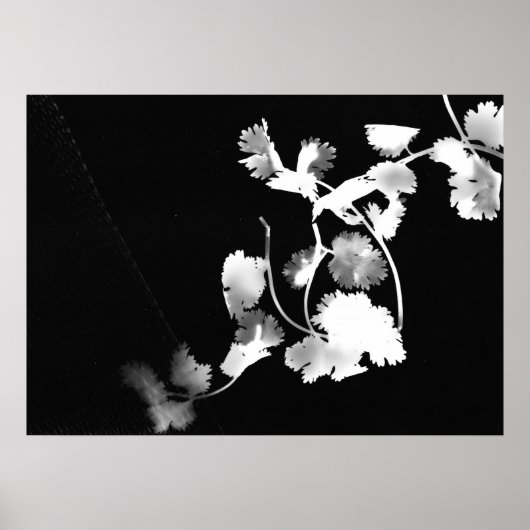 Cilantro Fotogramm Poster (Vorne)