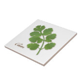 Cilantro Herb Keramik Tile Fliese (Seite)