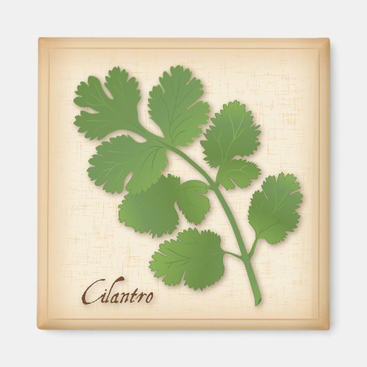 Cilantro Herb Magnet (Vorne)