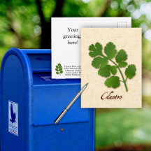 Cilantro Herb Postcard anpassen