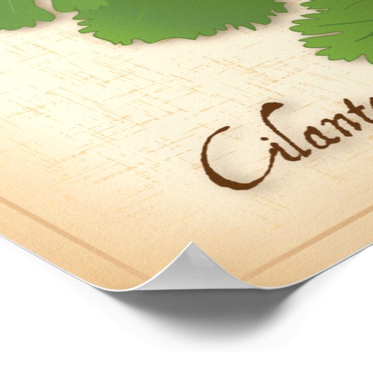Cilantro Herb Poster (Ecke)