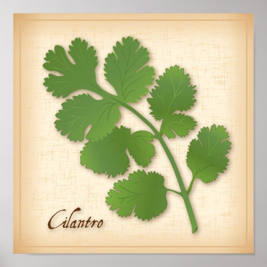 Cilantro Herb Poster (Vorne)