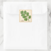 Cilantro Herb Square Sticker (Tasche)