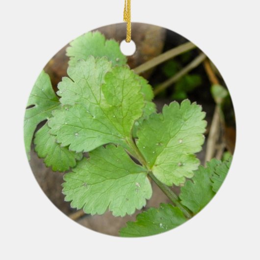 Cilantro Keramik Ornament (Hinten)