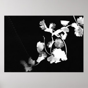 Cilantro-Photogramm Poster