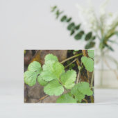 Cilantro Postkarte (Stehend Vorderseite)