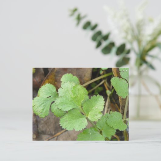 Cilantro Postkarte (Stehend Vorderseite)