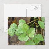 Cilantro Postkarte (Vorne/Hinten)