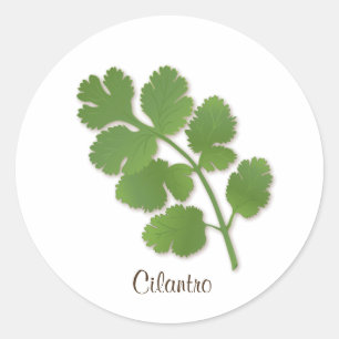 Cilantro Sticker