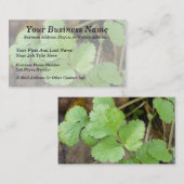 Cilantro Visitenkarte (Vorne/Hinten)