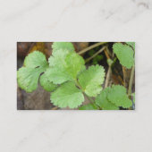 Cilantro Visitenkarte (Rückseite)