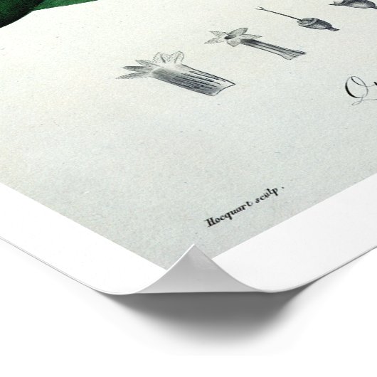 Cinchona von "Phytographie Medicale" von Joseph Ro Poster (Ecke)