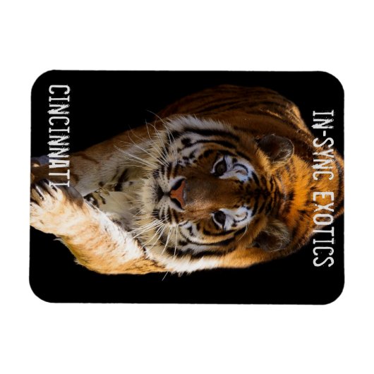 Cincinnati Tiger - Magnet (Horizontal)