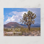 Cinder Cones, Joshua Tree, Mojave N Preserve, CA Postkarte (Vorderseite)
