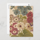 Cineraria | George Nicholson Postkarte (Vorne/Hinten)