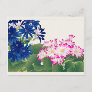 Cineraria von Tanigami Konan Postkarte