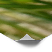 Cinnabar Moth Poster (Ecke)