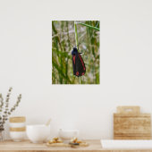 Cinnabar Moth Poster (Küche)