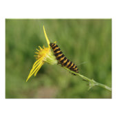 Cinnabar Moth Raupe über Ragwort Fotodruck (Vorne)