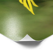 Cinnabar Moth Raupe über Ragwort Fotodruck (Ecke)