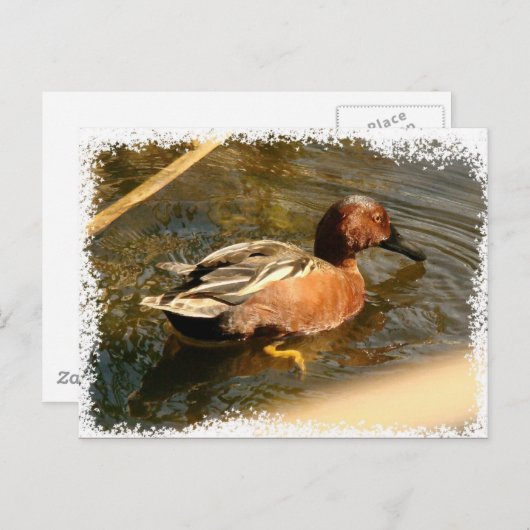 Cinnamon Aquamarin Duck Postcard Postkarte (Vorne/Hinten)