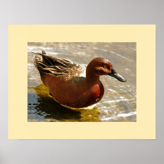 Cinnamon Aquamarin Duck Print Poster (Vorne)