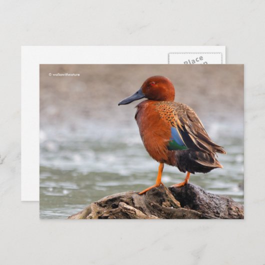 Cinnamon Aquamarin Duck sieht zurück Postkarte (Vorne/Hinten)