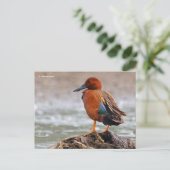 Cinnamon Aquamarin Duck sieht zurück Postkarte (Stehend Vorderseite)