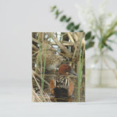 Cinnamon Aquamarin Pair Postkarte (Stehend Vorderseite)