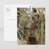 Cinnamon Aquamarin Pair Postkarte (Vorne/Hinten)