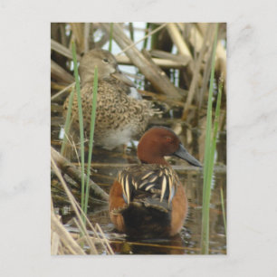 Cinnamon Aquamarin Pair Postkarte