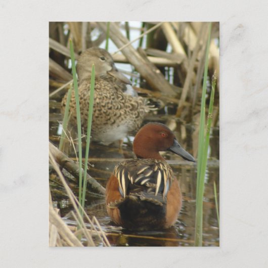 Cinnamon Aquamarin Pair Postkarte (Vorderseite)